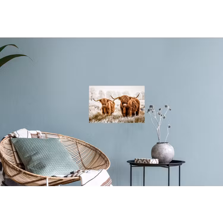 Schotse hooglander - Koe - Dieren - Natuur - Heide Muursticker klein -plant