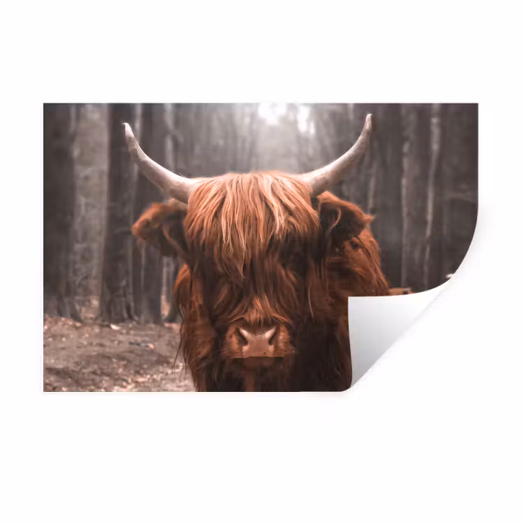 Schotse hooglander - Bos - Koe - Dieren - Natuur Muursticker klein -3d