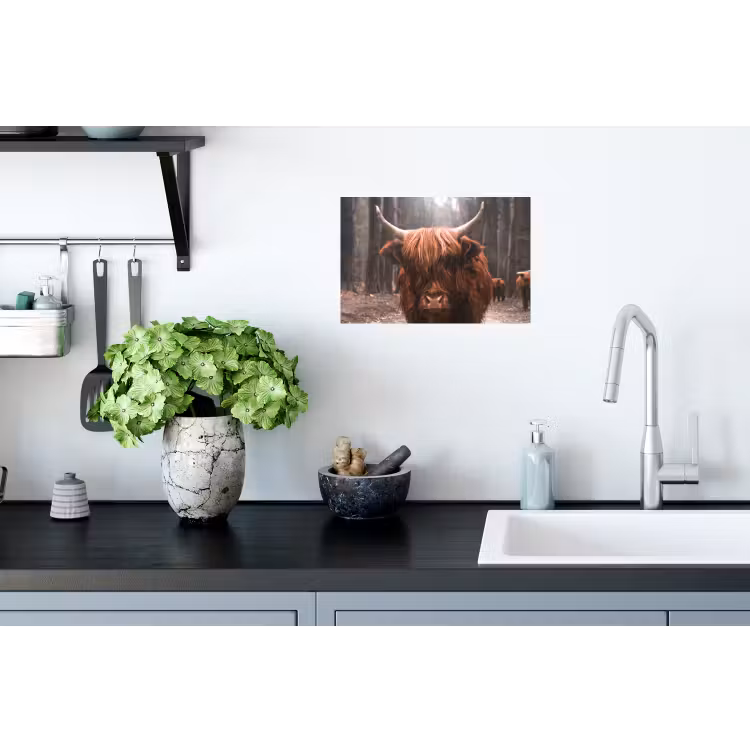 Schotse hooglander - Bos - Koe - Dieren - Natuur Muursticker klein -keuken