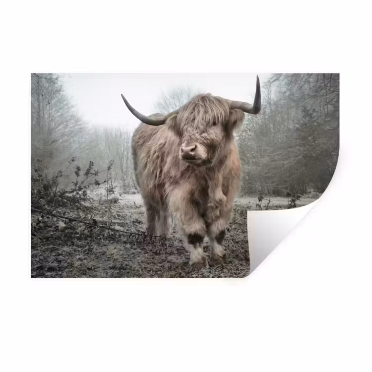 Schotse Hooglander - Bos - Mist - Koe - Dieren - Natuur Muursticker klein -3d