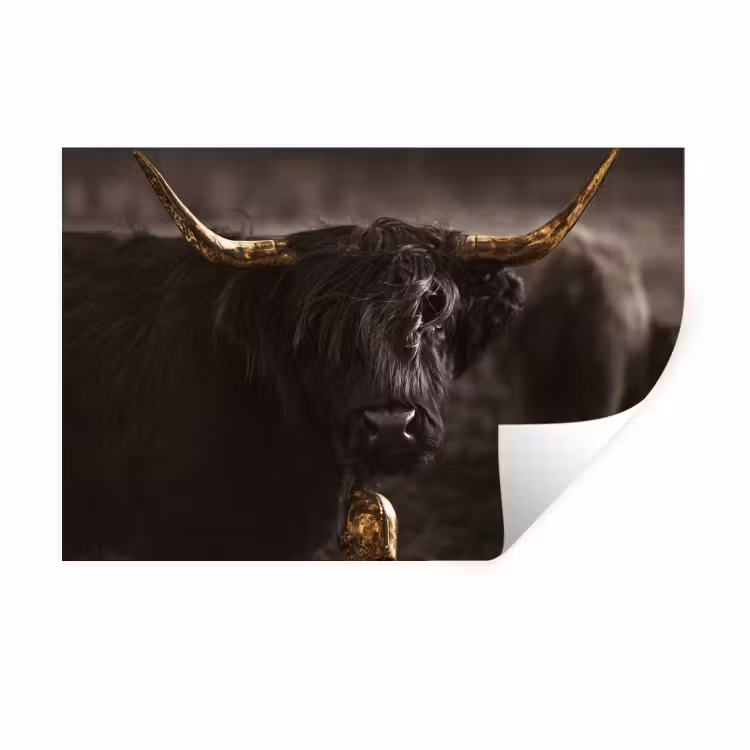Schotse hooglander - Goud - Koebel - Hoorns - Dieren Muursticker klein -3d