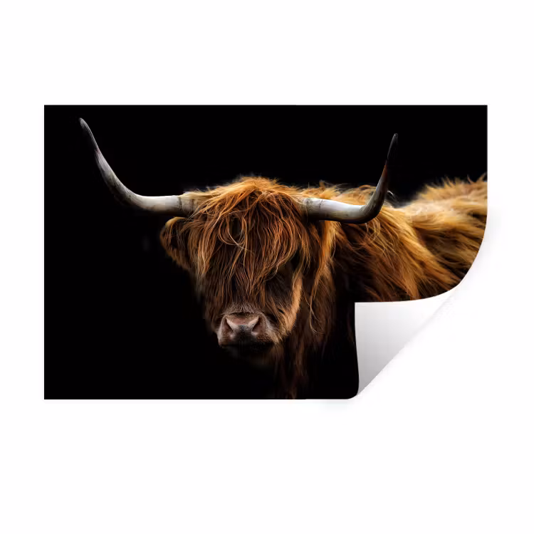 Schotse Hooglander - Horens - Zwart - Dieren - Natuur - Wild - Koe Muursticker klein -3d