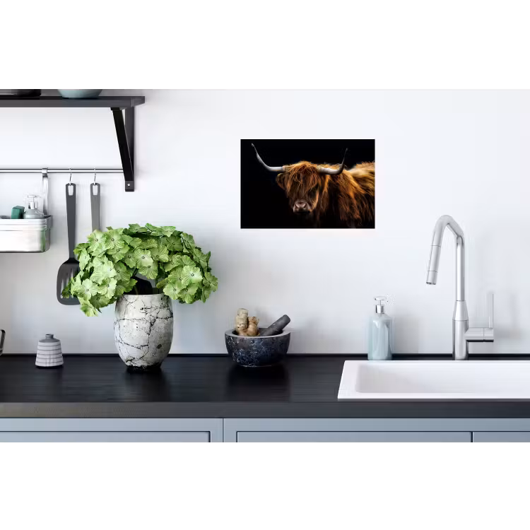 Schotse Hooglander - Horens - Zwart - Dieren - Natuur - Wild - Koe Muursticker klein -keuken