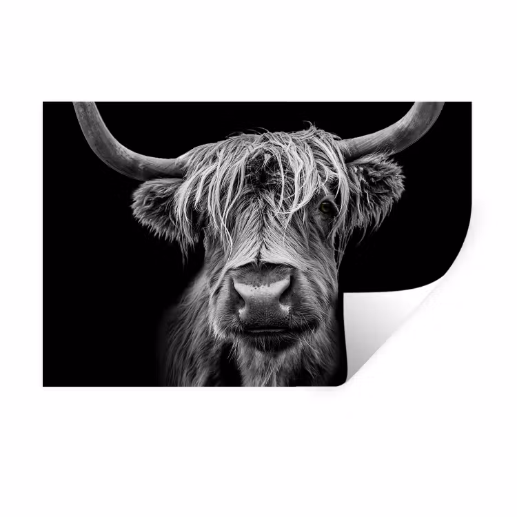 Schotse Hooglander - Horens - Zwart - Wit - Koe - Wild - Dieren Muursticker klein -3d