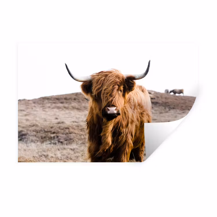 Schotse hooglander - Landschap - Koe - Bruin - Dieren - Natuur Muursticker klein -3d