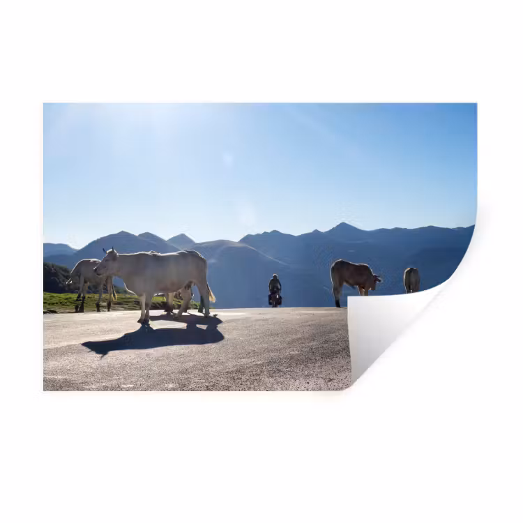 Schotse hooglander - Licht - Berg - Natuur Muursticker klein -3d