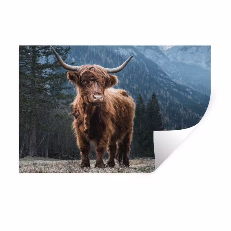 Schotse hooglander - Berg - Landschap - Bomen - Koe - Natuur Muursticker klein -3d