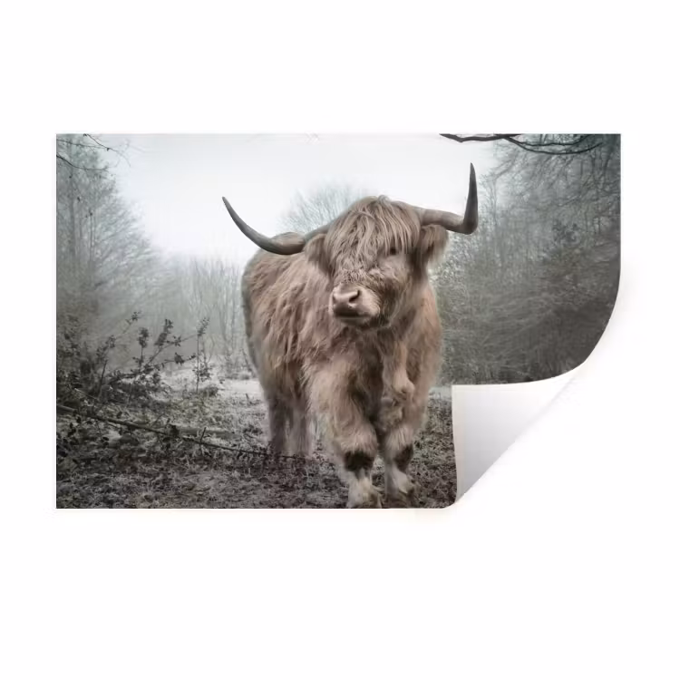 Schotse hooglander - Natuur - Herfst - Dieren - Wild - Bos Muursticker klein -3d
