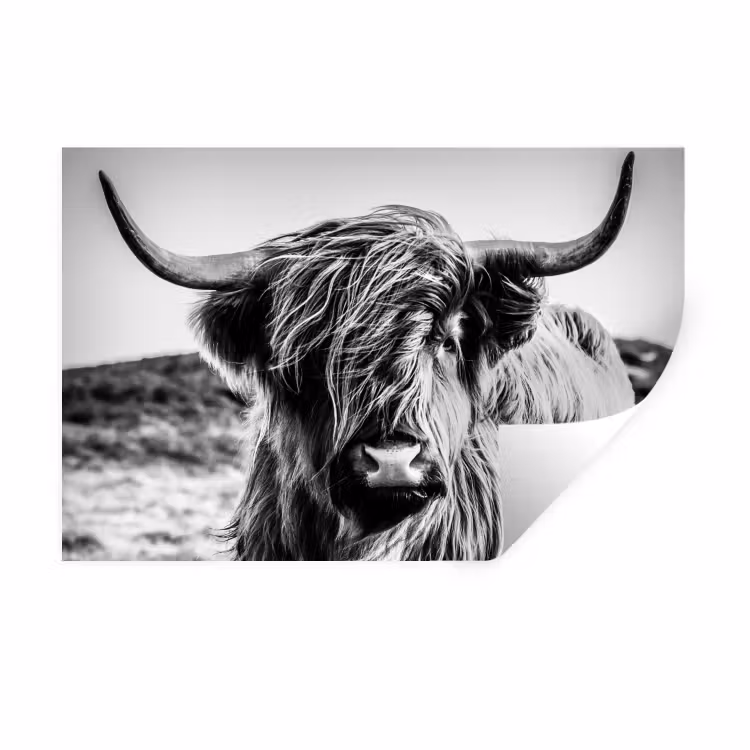 Schotse hooglander - Natuur - Koe - Zwart - Wit Muursticker klein -3d