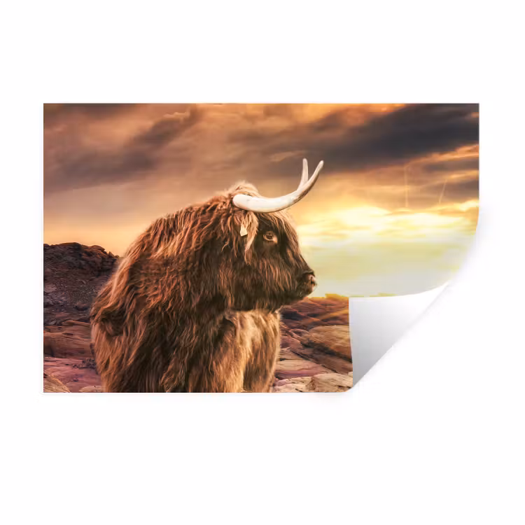 Schotse hooglander - Zon - Horizon - Koe - Dieren Muursticker klein -3d