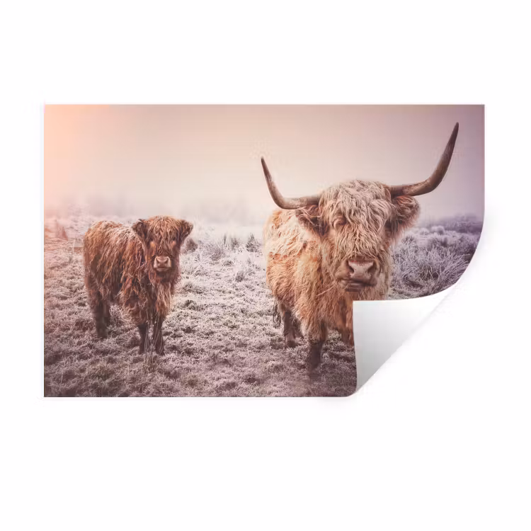 Schotse hooglanders - Licht - Lucht - Natuur Muursticker klein -3d