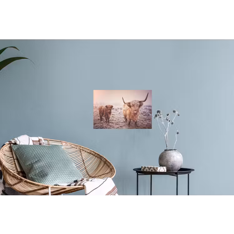 Schotse hooglanders - Licht - Lucht - Natuur Muursticker klein -plant
