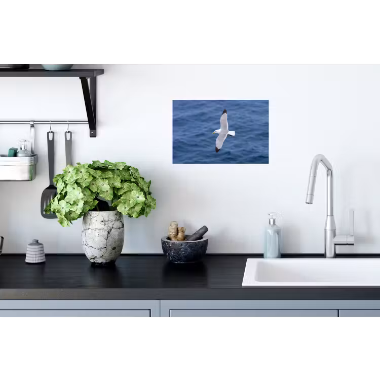 Zeemeeuw - Oceaan - Blauw Muursticker klein -keuken