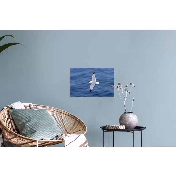 Zeemeeuw - Oceaan - Blauw Muursticker klein -plant