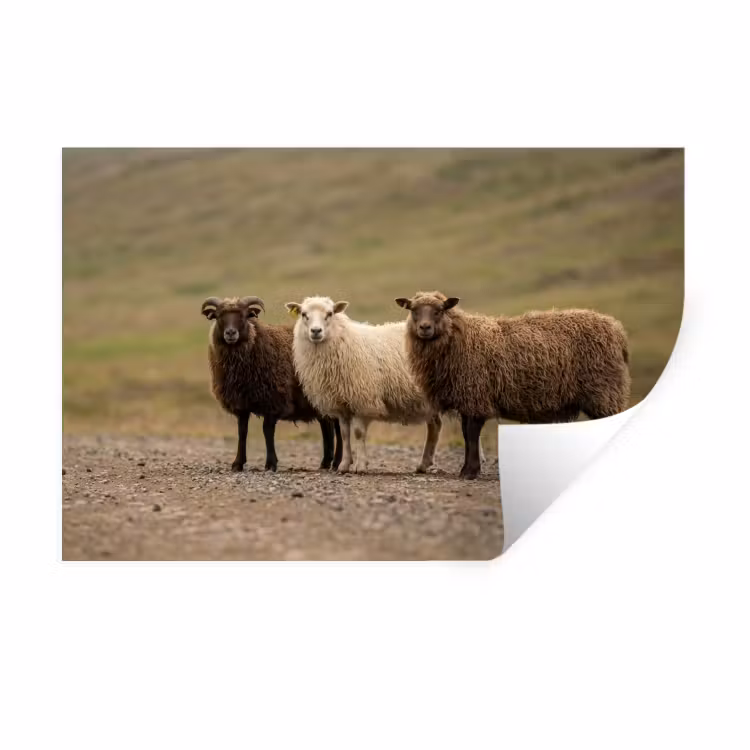 Schapen - Bruin - Wit - Grindpad Muursticker klein -3d