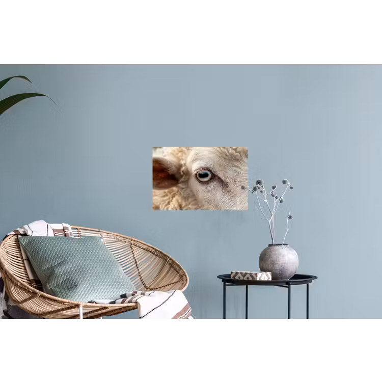 Schaap - Oog - Wit Muursticker klein -plant