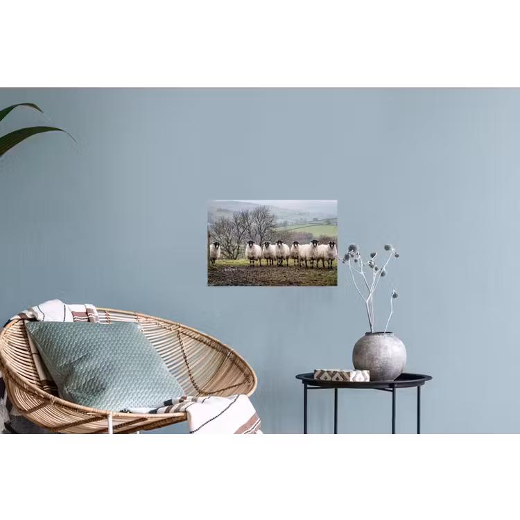 Schapen - Rij - Weide - Dieren - Platteland Muursticker klein -plant