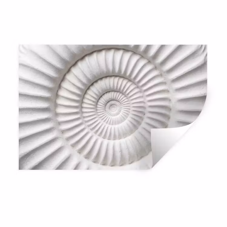 Schelp - Spiraal - Wit Muursticker klein -3d
