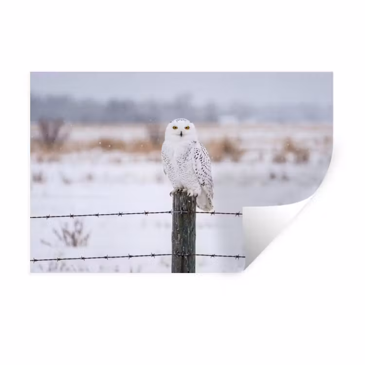 Sneeuwuil - Hek - Sneeuw - Wit Muursticker klein -3d