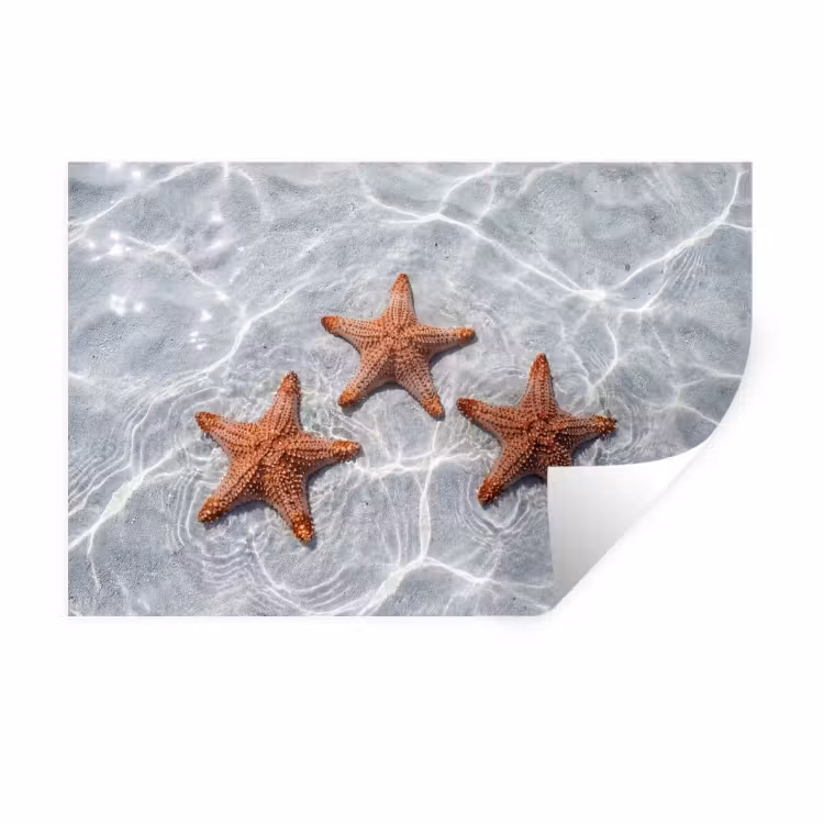 Zeesterren - Water - Helder Muursticker klein -3d
