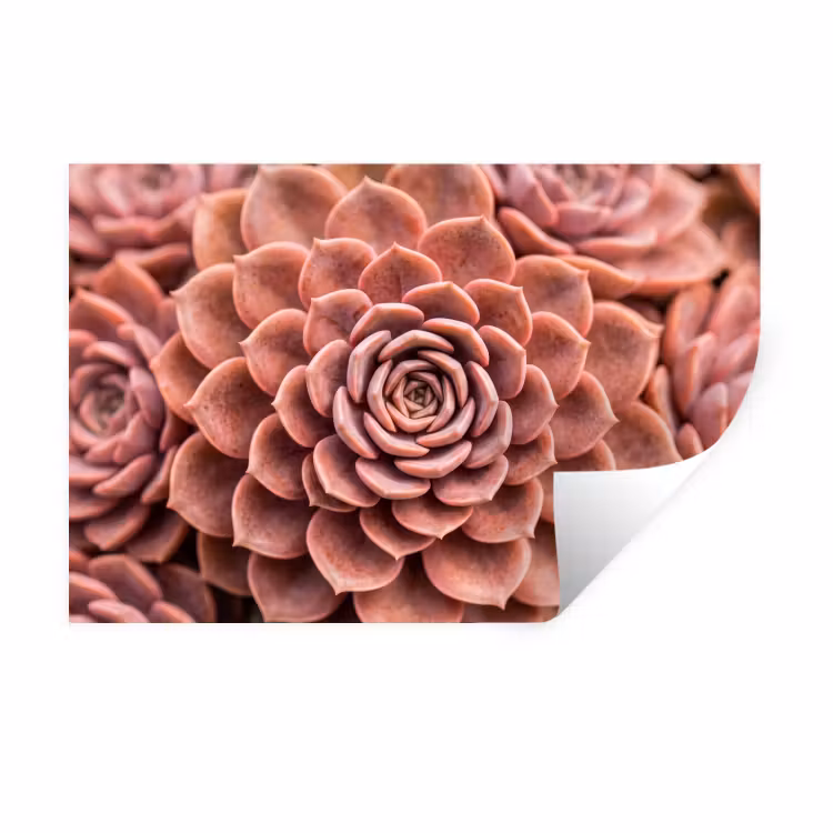 Vetplant - Organisch - Roze Muursticker klein -3d