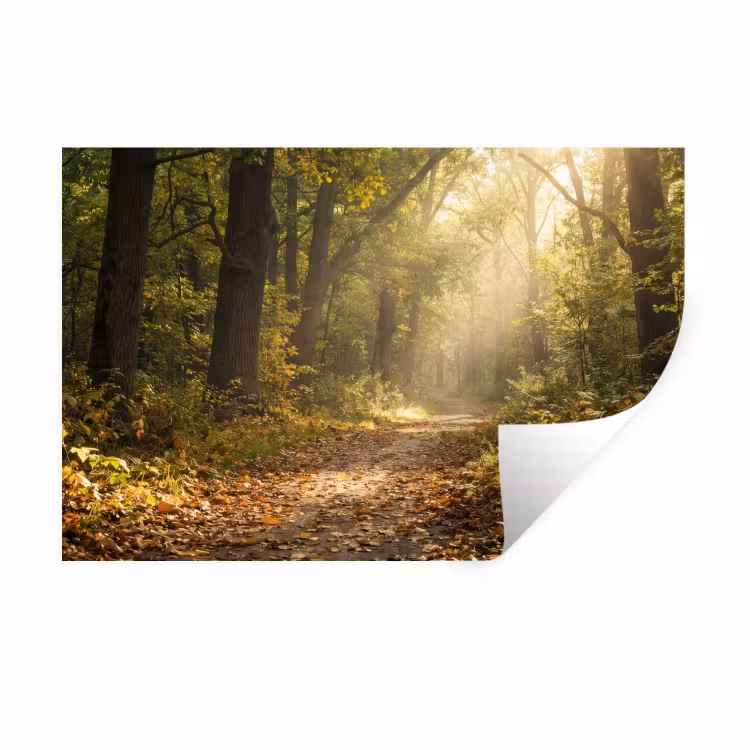 Zonlicht - Bospad - Bomen Muursticker klein -3d