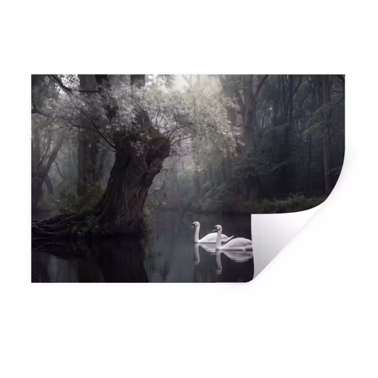 Zwanen - Rivier - Bos Muursticker klein -3d