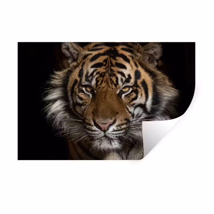 Tijger - Wilde dieren - Portret Muursticker klein -3d