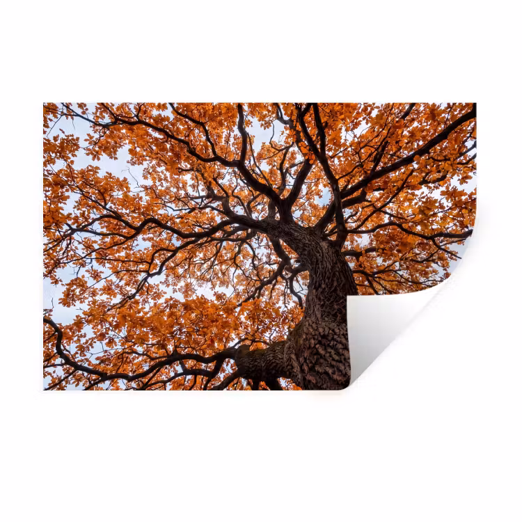Boom - Bladerdak - Herfst - Oranje - Sfeervol Muursticker klein -3d