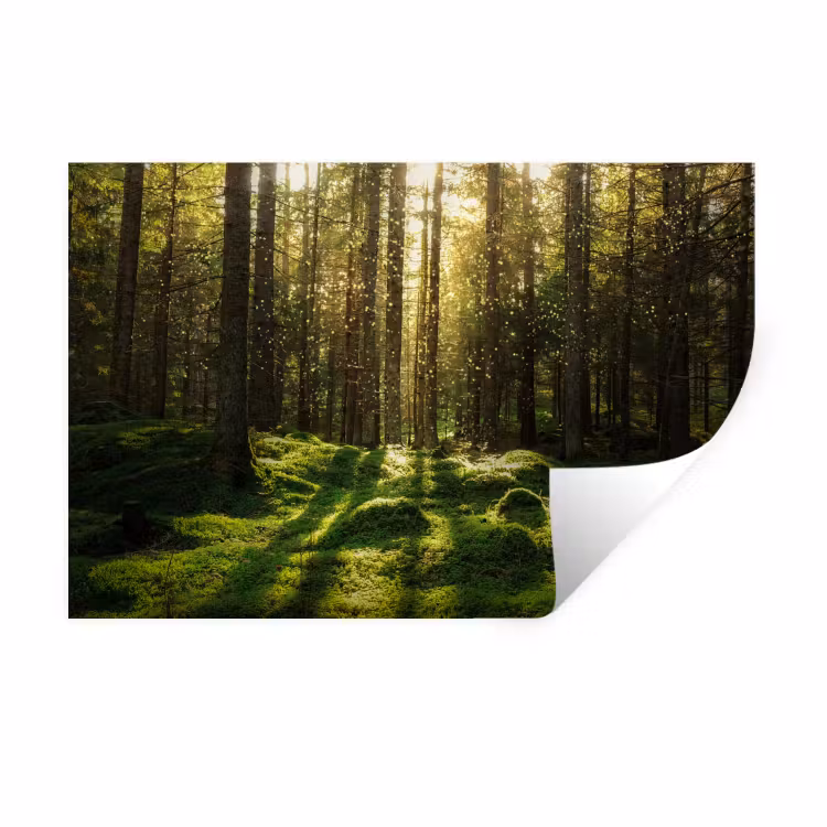 Bomen - Bos - Mos - Planten - Zon Muursticker klein -3d