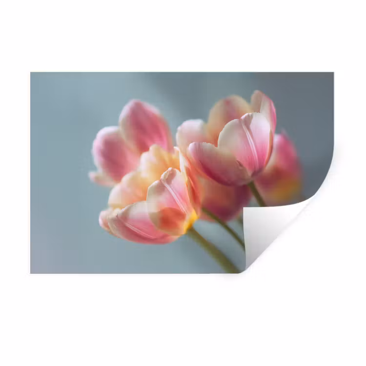 Tulpen - Roze - Stelen Muursticker klein -3d