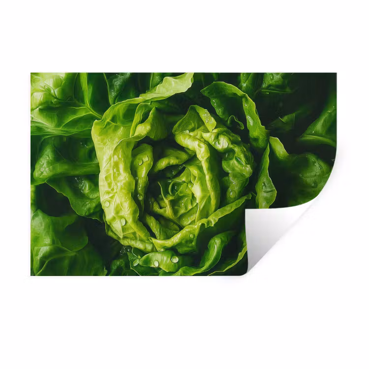 Groente - Sla - Groen Muursticker klein -3d