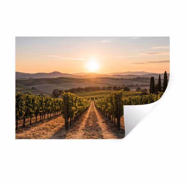 Wijngaard - Zonsondergang - Landschap Muursticker klein -3d
