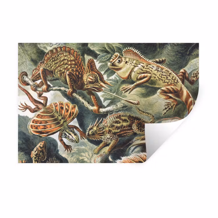 Vintage - Kunst - Ernst Haeckel - Tuinposter - Tuin Muursticker klein -3d
