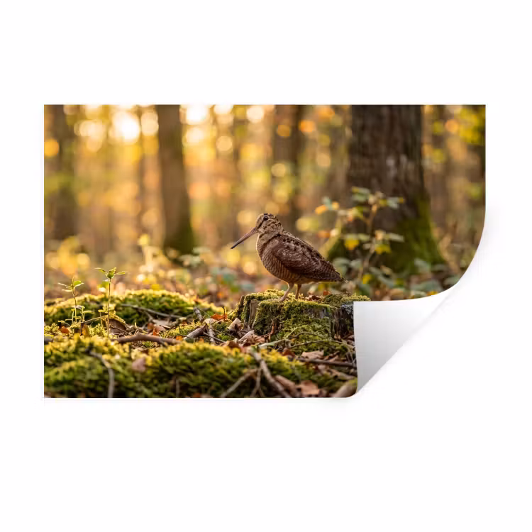 Houtsnip - Bos - Bladeren - Herfst - Gecamoufleerd Muursticker klein -3d