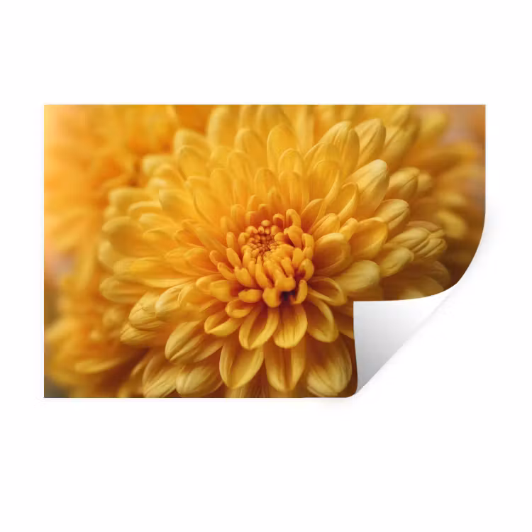 Geel - Chrysant - Zachtheid Muursticker klein -3d