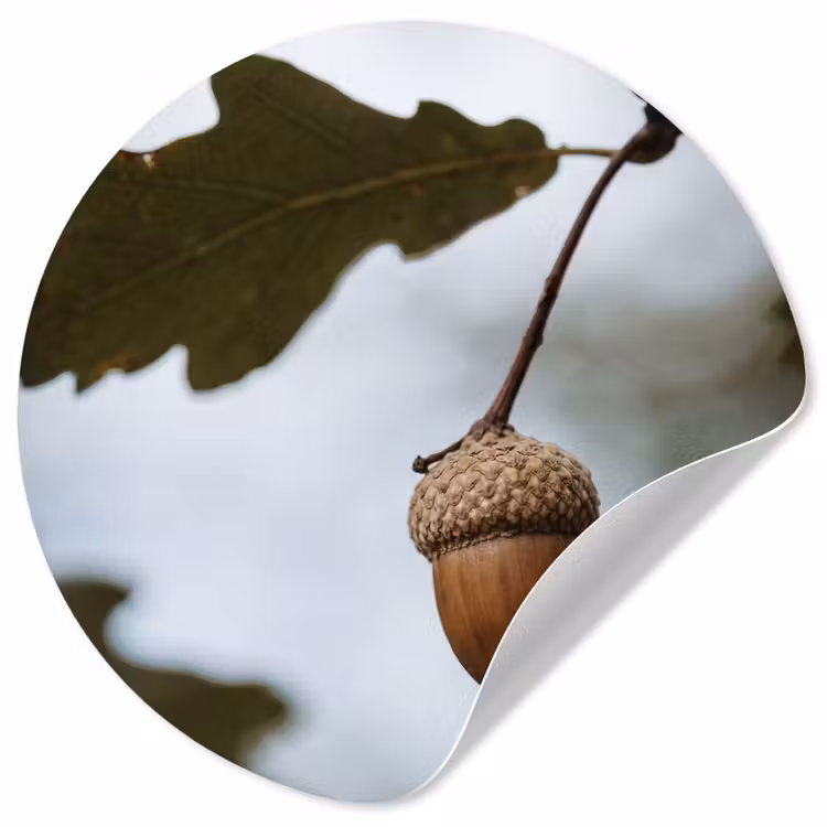 Eikel - Eikenblad - Bos - Herfst - Natuur Wandcirkel behangsticker klein -3d