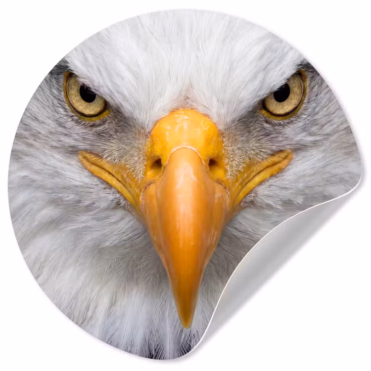 Amerikaans - Zeearend - Portret - Geel Wandcirkel behangsticker klein -3d