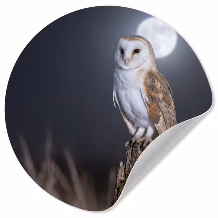 Kerkuil - Maan - Nacht Wandcirkel behangsticker klein -3d