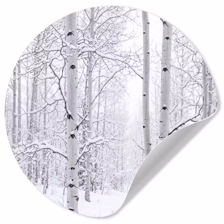 Berkenbomen - Sneeuw - Winter - Bos - Wit Wandcirkel behangsticker klein -3d