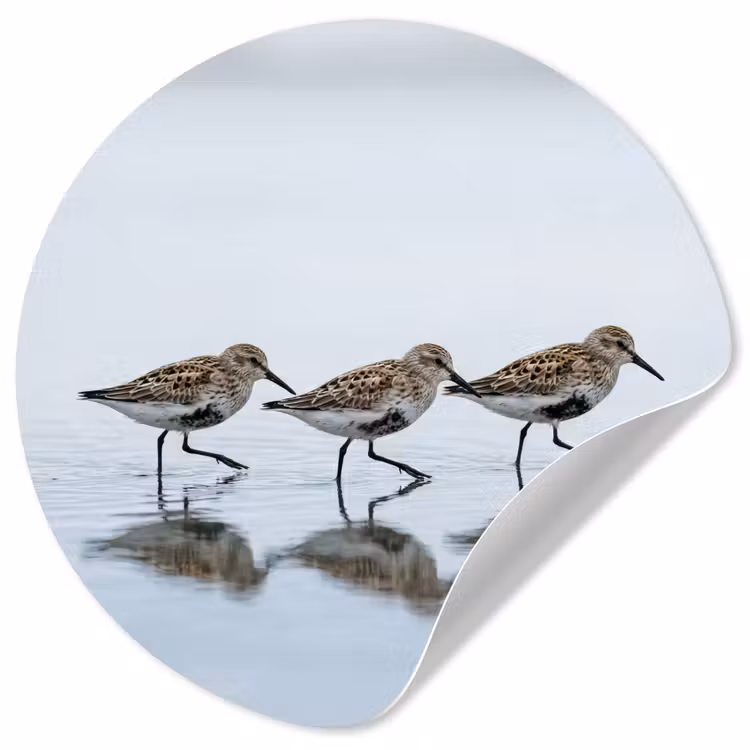 Vogels - Water - Grijs Wandcirkel behangsticker klein -3d
