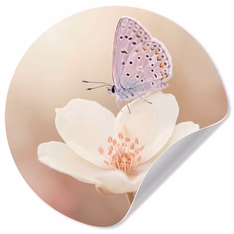Vlinder - Bloem - Blauw Wandcirkel behangsticker klein -3d
