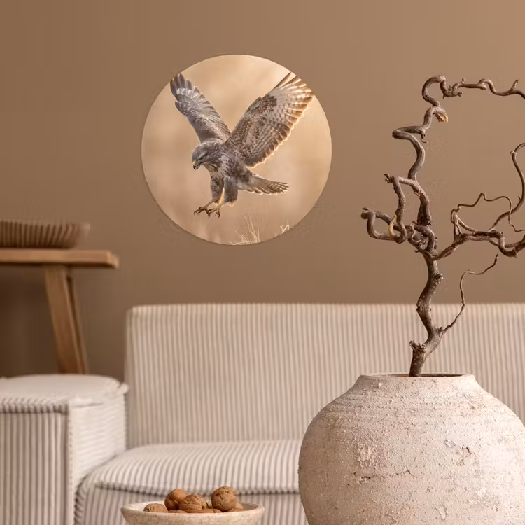 Buizerd - Roofvogel - Natuur - Bruin Wandcirkel behangsticker klein -sfeer1