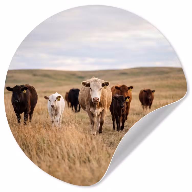 Runderen - Kudde - Landschap - Weide - Rustig Wandcirkel behangsticker klein -3d