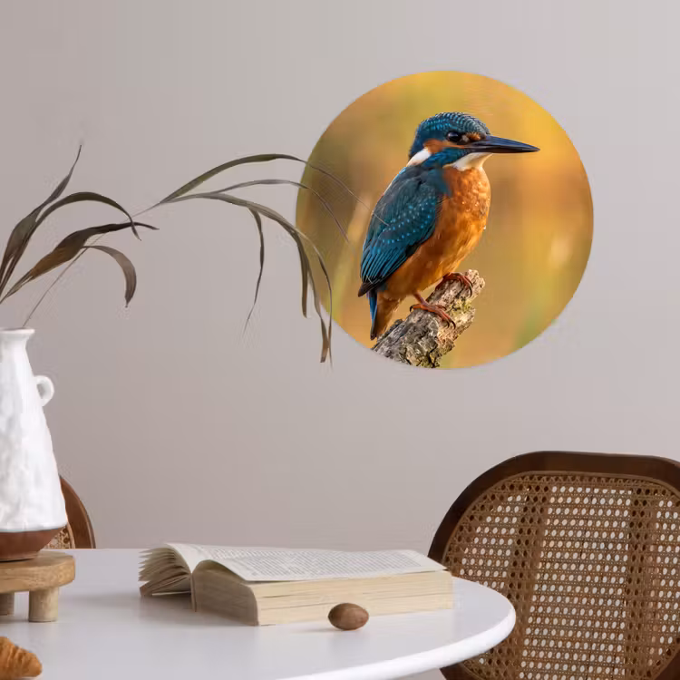 IJsvogel - Tak - Water - Kleurrijk - Levendig Wandcirkel behangsticker klein -sfeer3