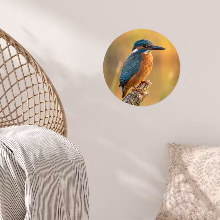 IJsvogel - Tak - Water - Kleurrijk - Levendig Wandcirkel behangsticker klein -sfeer4