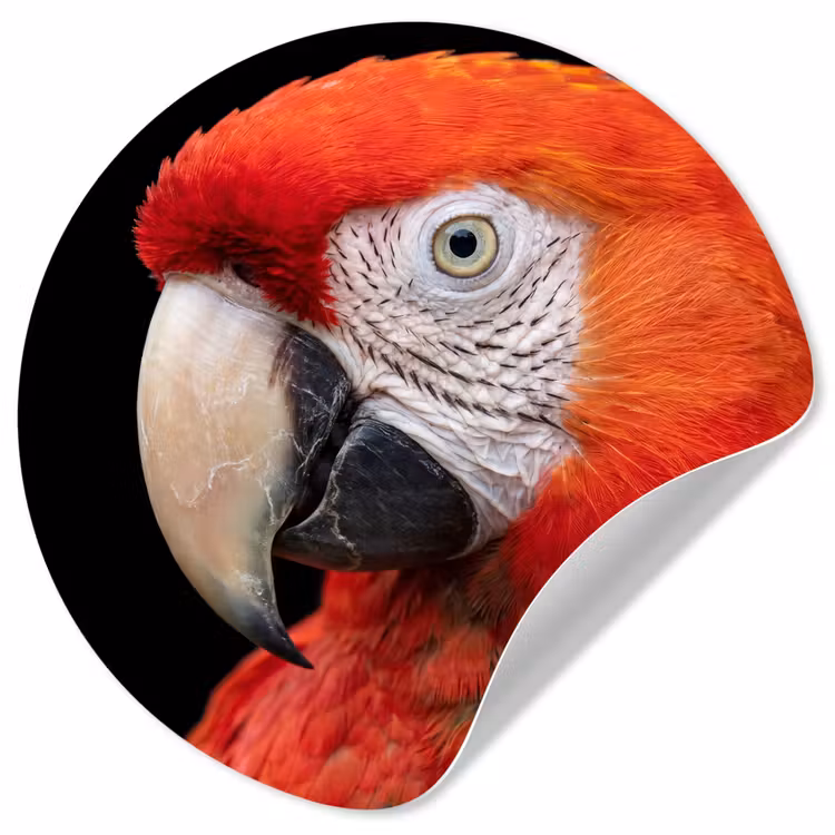 Ara - Portret - Rood Wandcirkel behangsticker klein -3d