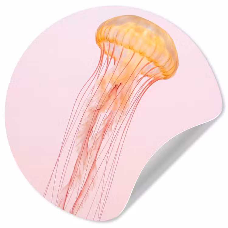 Sierlijk - Kwal - Roze Wandcirkel behangsticker klein -3d