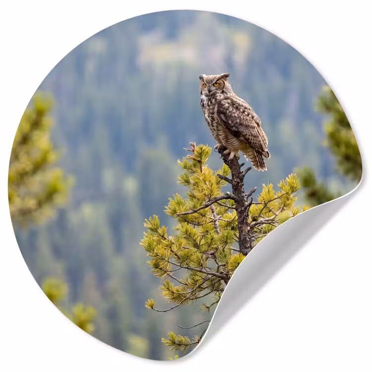 Uil - Oehoe - Bomen - Natuur Wandcirkel behangsticker klein -3d