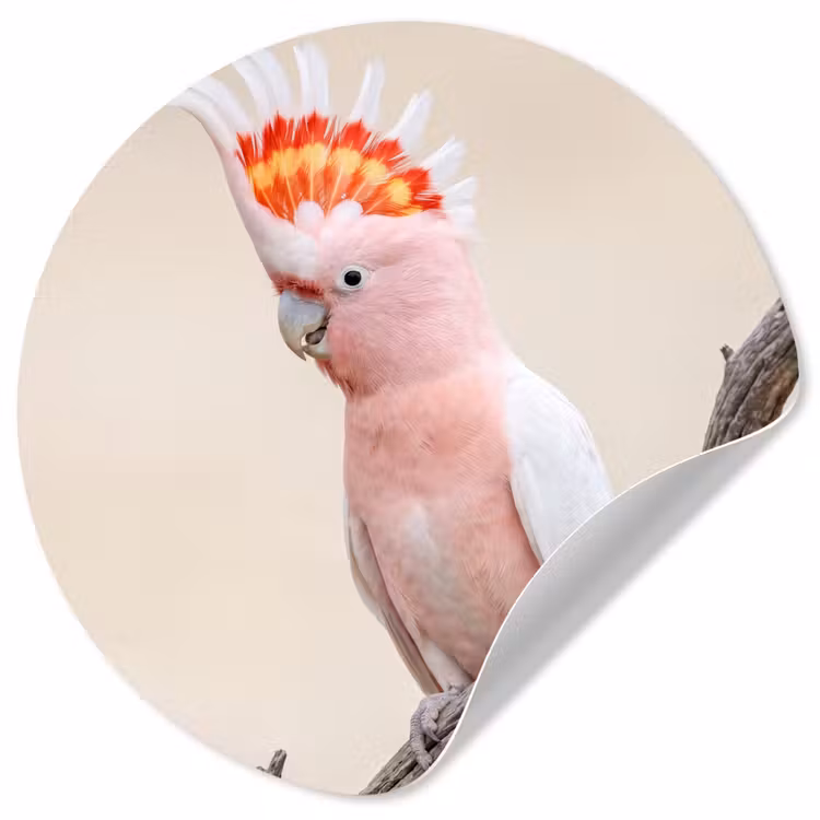 Papagaai - Tak - Roze Wandcirkel behangsticker klein -3d